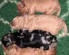 Miniature Poodle