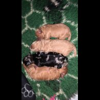 Miniature Poodle
