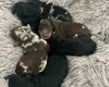 Miniature Poodle