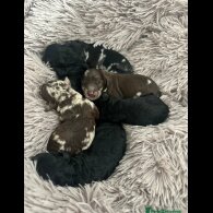 Miniature Poodle