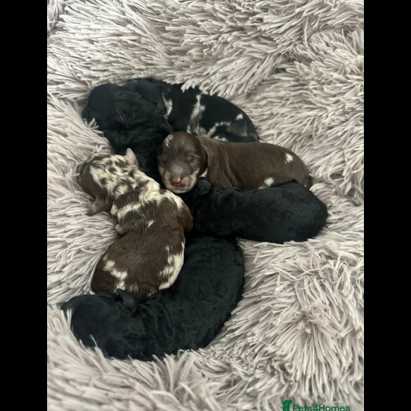 Miniature Poodle