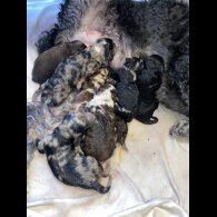 Miniature Poodle