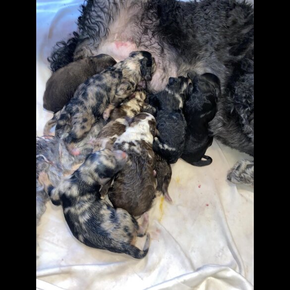 Miniature Poodle