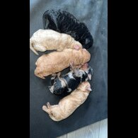 Miniature Poodle