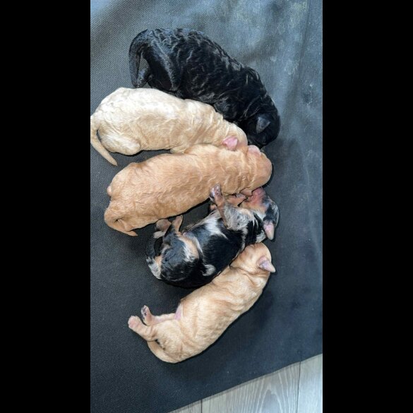 Miniature Poodle