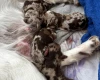 Miniature Poodle