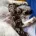 Miniature Poodle