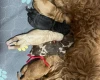 Miniature Poodle