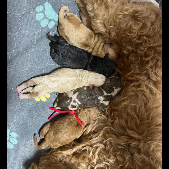 Miniature Poodle