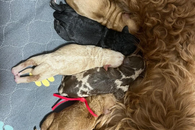 Miniature Poodle