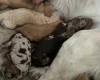 Miniature Poodle