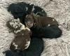 Miniature Poodle