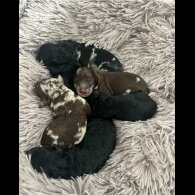 Miniature Poodle