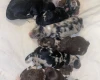 Miniature Poodle
