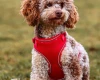 Miniature Poodle