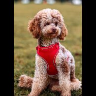 Miniature Poodle