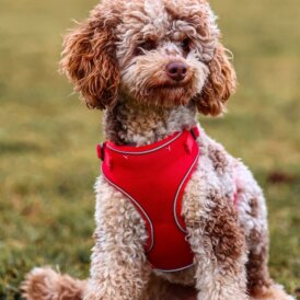 Miniature Poodle