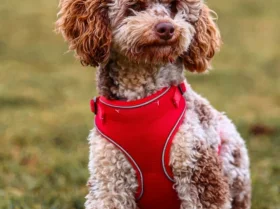 Miniature Poodle