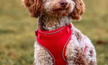 Miniature Poodle