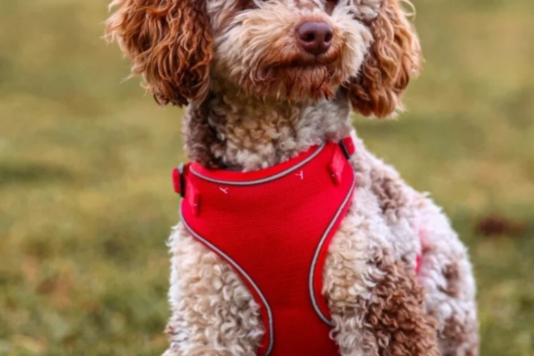 Miniature Poodle