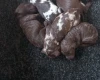 Miniature Poodle