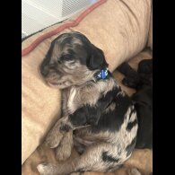 Sproodle