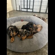 Dachshund (Miniature Smooth Haired)