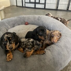 Dachshund (Miniature Smooth Haired)