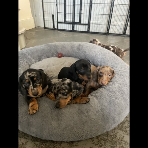 Dachshund (Miniature Smooth Haired)