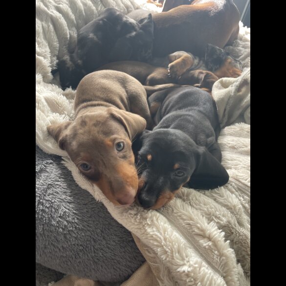 Dachshund (Miniature Smooth Haired)