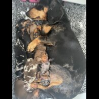 Dachshund (Miniature Smooth Haired)