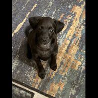 Mixed Breed