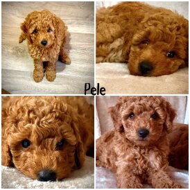 Miniature Poodle