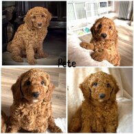 Miniature Poodle