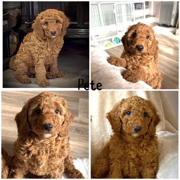 Miniature Poodle
