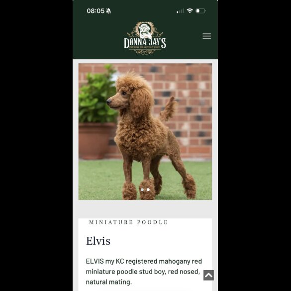 Miniature Poodle