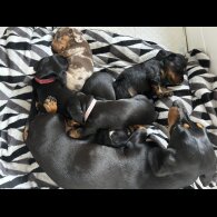 Dachshund (Miniature Smooth Haired)