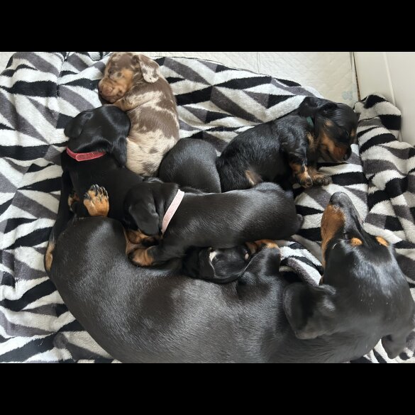 Dachshund (Miniature Smooth Haired)