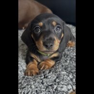 Dachshund (Miniature Smooth Haired)