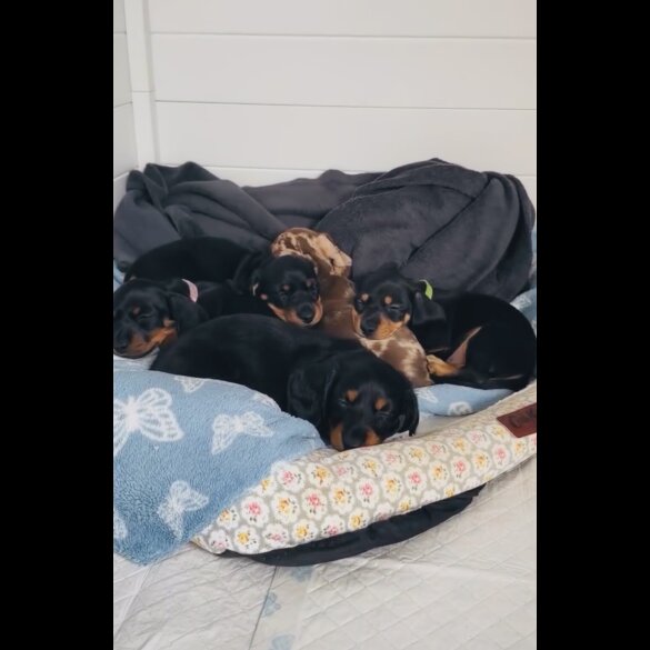 Dachshund (Miniature Smooth Haired)