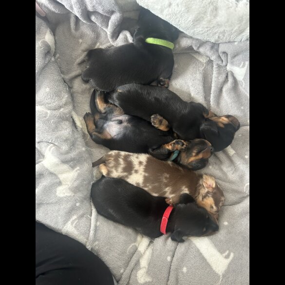 Dachshund (Miniature Smooth Haired)