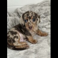 Dachshund (Miniature Smooth Haired)