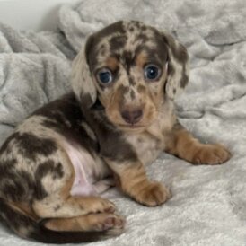 Dachshund (Miniature Smooth Haired)