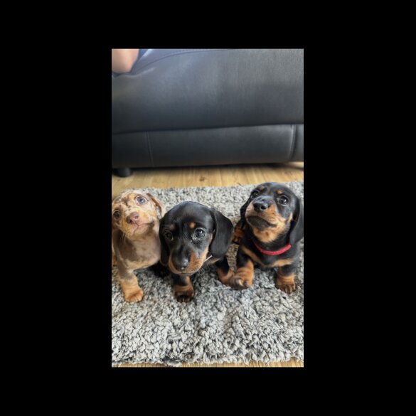 Dachshund (Miniature Smooth Haired)