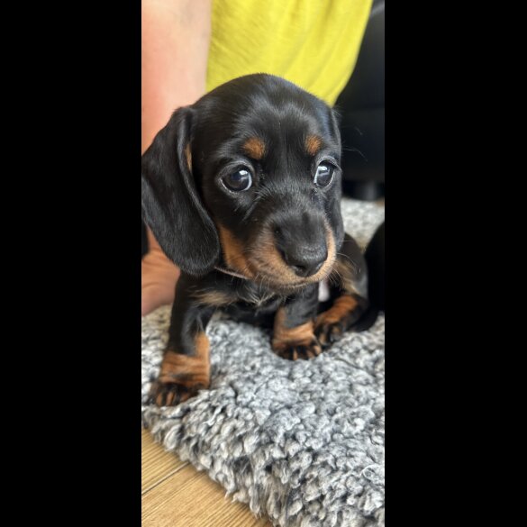 Dachshund (Miniature Smooth Haired)