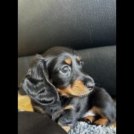 Dachshund (Miniature Smooth Haired)