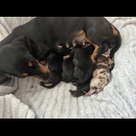 Dachshund (Miniature Smooth Haired)