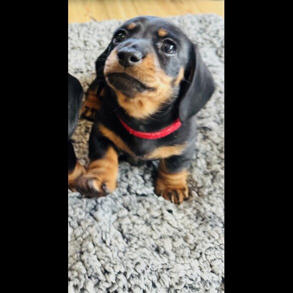 Dachshund (Miniature Smooth Haired)