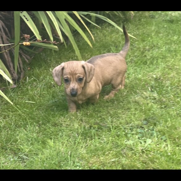 Dachshund (Miniature Smooth Haired)