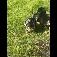 Dachshund (Miniature Smooth Haired)